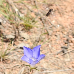 Eurys sp. (genus) at McQuoids Hill NR (MCQ) - 22 Dec 2023