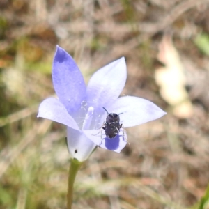 Eurys sp. (genus) at McQuoids Hill NR (MCQ) - 22 Dec 2023