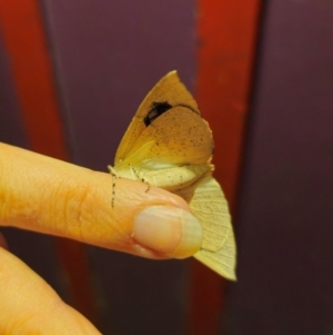 Gastrophora henricaria at QPRC LGA - 26 Dec 2023