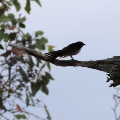 Rhipidura leucophrys (Willie Wagtail) at Eastern Hill Reserve - 26 Dec 2023 by KylieWaldon