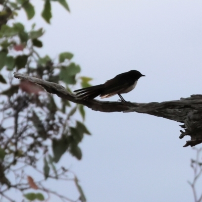 Rhipidura leucophrys (Willie Wagtail) at Eastern Hill Reserve - 25 Dec 2023 by KylieWaldon