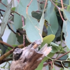 Zosterops lateralis (Silvereye) at Eastern Hill Reserve - 26 Dec 2023 by KylieWaldon