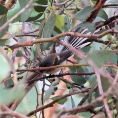 Rhipidura albiscapa (Grey Fantail) at Eastern Hill Reserve - 26 Dec 2023 by KylieWaldon