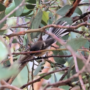 Rhipidura albiscapa at East Albury, NSW - 26 Dec 2023 06:15 AM