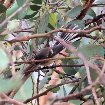 Rhipidura albiscapa (Grey Fantail) at Eastern Hill Reserve - 25 Dec 2023 by KylieWaldon