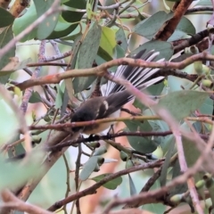 Rhipidura albiscapa (Grey Fantail) at Albury - 25 Dec 2023 by KylieWaldon