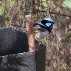 Malurus cyaneus (Superb Fairywren) at Wodonga - 25 Dec 2023 by KylieWaldon