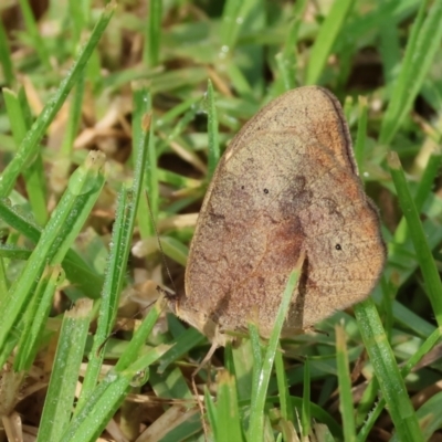 Heteronympha merope (Common Brown Butterfly) at Wodonga - 26 Dec 2023 by KylieWaldon