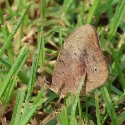 Heteronympha merope (Common Brown Butterfly) at Wodonga - 25 Dec 2023 by KylieWaldon