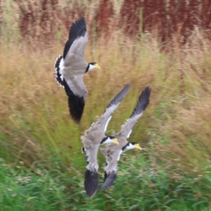 Vanellus miles at Wodonga, VIC - 26 Dec 2023 07:15 AM