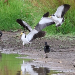 Vanellus miles at Wodonga, VIC - 26 Dec 2023 07:15 AM