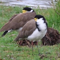 Vanellus miles at Wodonga, VIC - 26 Dec 2023 07:15 AM