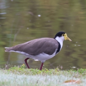 Vanellus miles at Wodonga, VIC - 26 Dec 2023 07:15 AM