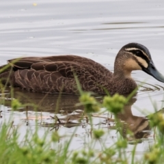 Anas superciliosa (Pacific Black Duck) at Wodonga, VIC - 25 Dec 2023 by KylieWaldon