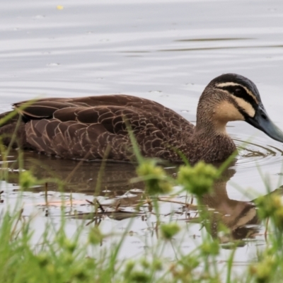 Anas superciliosa (Pacific Black Duck) at Wodonga - 25 Dec 2023 by KylieWaldon