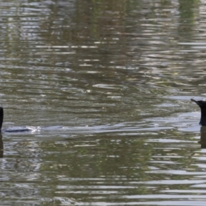 Phalacrocorax sulcirostris at Belvoir Park - 26 Dec 2023