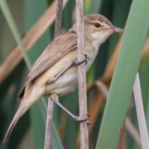 Acrocephalus australis at Belvoir Park - 26 Dec 2023 07:40 AM