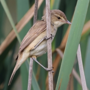 Acrocephalus australis at Belvoir Park - 26 Dec 2023 07:40 AM