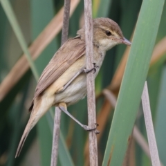 Acrocephalus australis at Belvoir Park - 26 Dec 2023