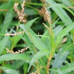 Persicaria lapathifolia at Wodonga - 25 Dec 2023 by KylieWaldon