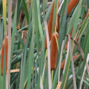 Typha orientalis at Belvoir Park - 26 Dec 2023 07:18 AM