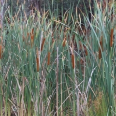 Typha orientalis at Belvoir Park - 26 Dec 2023 07:18 AM