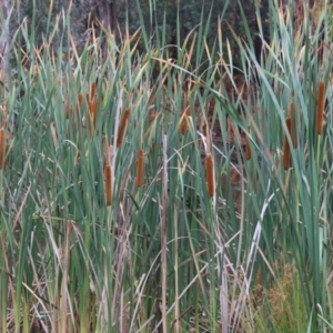 Typha orientalis at Belvoir Park - 26 Dec 2023 07:18 AM