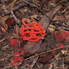 Colus hirudinosus at Ormiston, QLD - 24 Dec 2023 by TimL