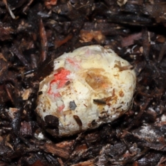 Colus hirudinosus at Ormiston, QLD - 24 Dec 2023 by TimL