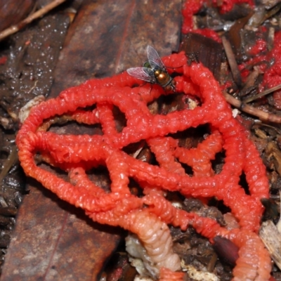 Chrysomya sp. (genus) at Ormiston, QLD - 24 Dec 2023 by TimL