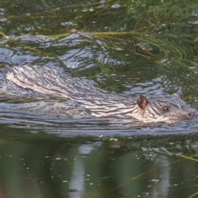 Hydromys chrysogaster (Rakali or Water Rat) at Jerrabomberra Wetlands - 25 Dec 2023 by rawshorty