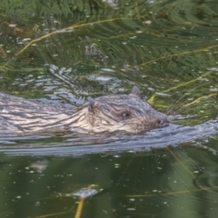 Hydromys chrysogaster at Jerrabomberra Wetlands - 26 Dec 2023