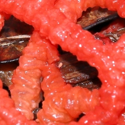 Unverified Springtail (Collembola) at Ormiston, QLD - 24 Dec 2023 by TimL