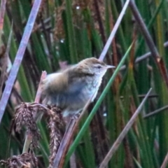 Poodytes gramineus (Little Grassbird) at Bowral, NSW - 23 Dec 2023 by JanHartog