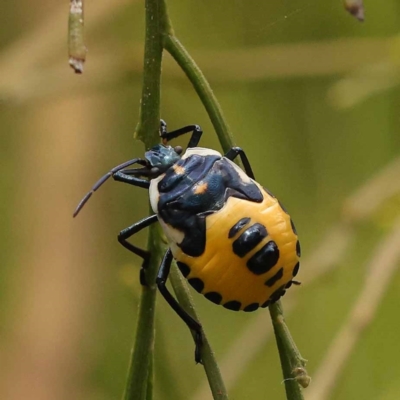 Commius elegans (Cherry Ballart Shield Bug) at O'Connor, ACT - 26 Dec 2023 by ConBoekel