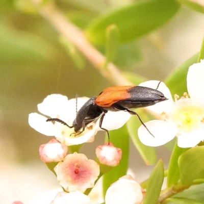 Anilicus xanthomus (A click beetle) at O'Connor, ACT - 26 Dec 2023 by ConBoekel