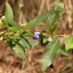 Billardiera heterophylla (Western Australian Bluebell Creeper) at Dryandra St Woodland - 26 Dec 2023 by ConBoekel