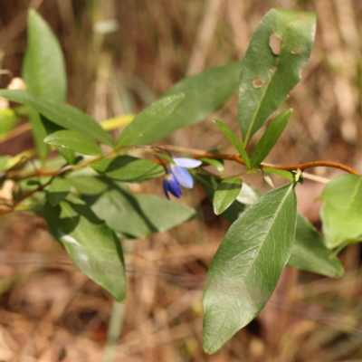 Billardiera heterophylla (Western Australian Bluebell Creeper) at O'Connor, ACT - 26 Dec 2023 by ConBoekel