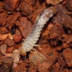 Unidentified Beetle (Coleoptera) at Dryandra St Woodland - 26 Dec 2023 by ConBoekel