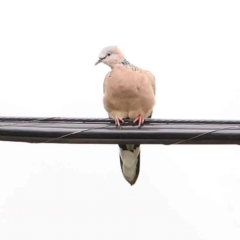 Spilopelia chinensis (Spotted Dove) at Turner, ACT - 26 Dec 2023 by ConBoekel