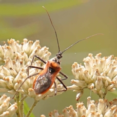 Gminatus australis (Orange assassin bug) at O'Connor, ACT - 26 Dec 2023 by ConBoekel