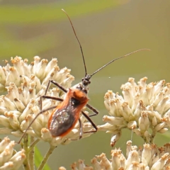 Gminatus australis (Orange assassin bug) at Dryandra St Woodland - 26 Dec 2023 by ConBoekel