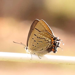 Jalmenus ictinus at Dryandra St Woodland - 26 Dec 2023