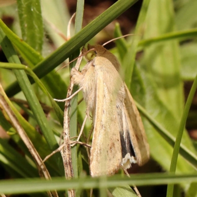 Helicoverpa punctigera (Native Budworm) at O'Connor, ACT - 26 Dec 2023 by ConBoekel