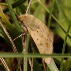 Helicoverpa punctigera at O'Connor, ACT - 26 Dec 2023