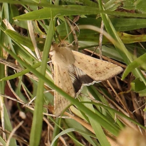 Helicoverpa punctigera at O'Connor, ACT - 26 Dec 2023