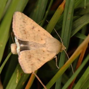 Helicoverpa punctigera at O'Connor, ACT - 26 Dec 2023