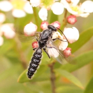 Thynninae (subfamily) at O'Connor, ACT - 26 Dec 2023