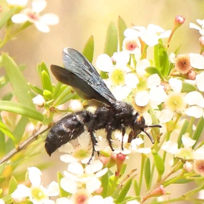 Scolia (Discolia) verticalis (Yellow-headed hairy flower wasp) at Dryandra St Woodland - 26 Dec 2023 by ConBoekel