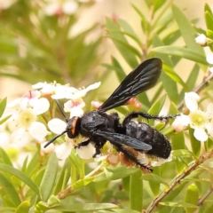 Scolia (Discolia) verticalis at Dryandra St Woodland - 26 Dec 2023